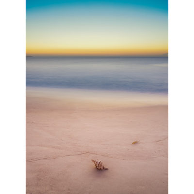 Seashell, Dawn | Sydney Shots