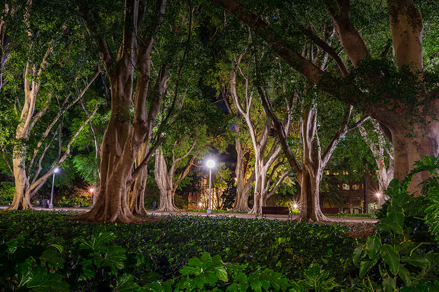 Hyde Park Sydney Landscape Photography Wall Art Print